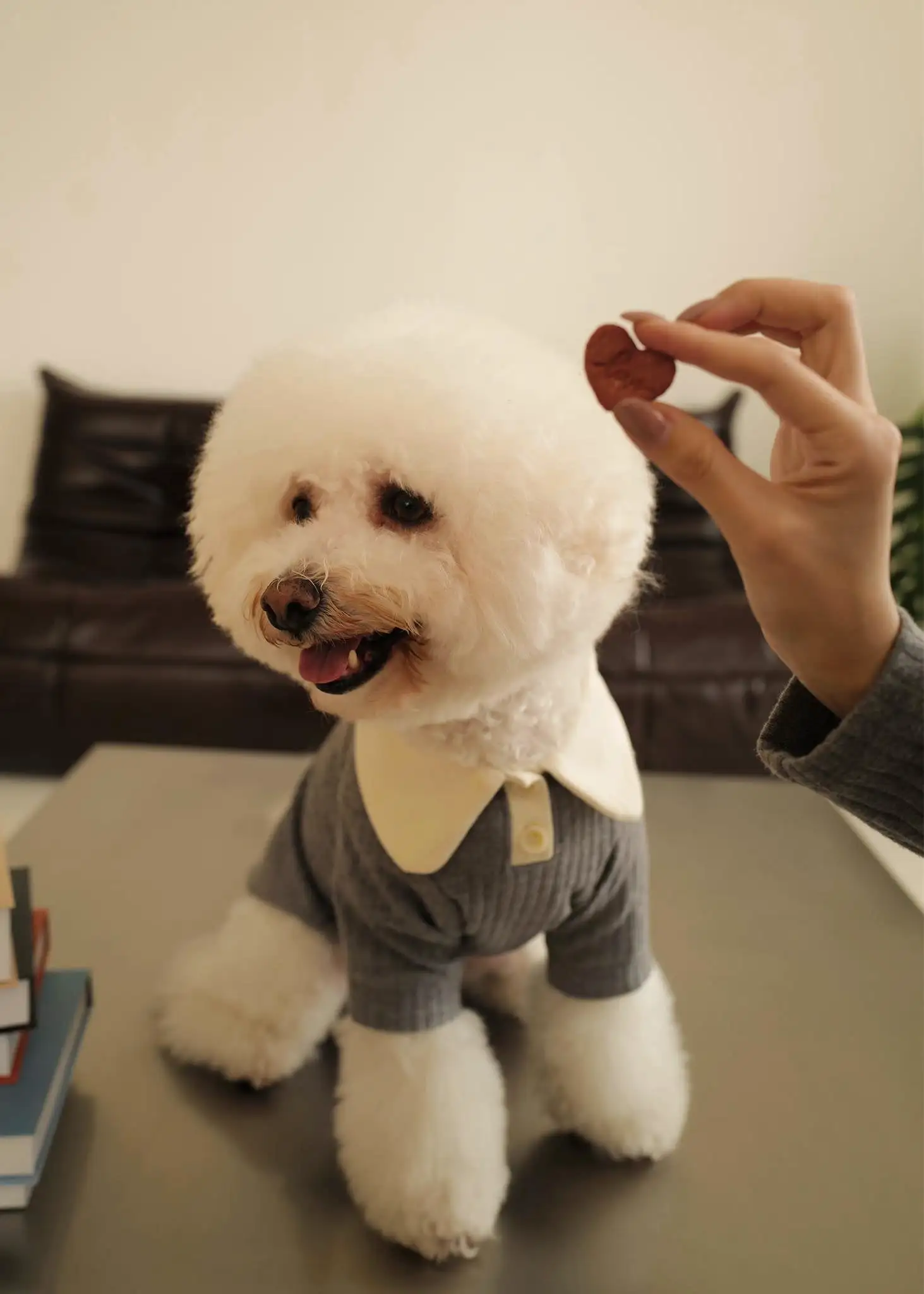 Stock with you polo shirt for puppy